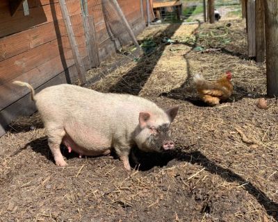Pregnant Mini pig for re-homing