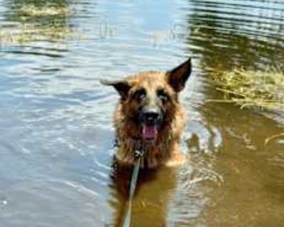 Duke - German Shepherd Dog Male Dog for Adoption