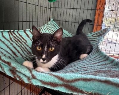 Meet Queso the snack-sized sweetheart with a big personality! This adorable white and black kitten is as irresistible as his name. Queso is cuddly, playful, and always ready for attention. Just give him a toy mouse or a crinkle toy and watch him light up with joy! He s not just cute he s friendly, affectionate, and loves to be petted. Queso seeks out companionship and would be a fantastic addit...
