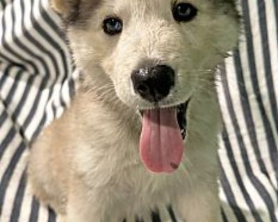 Travi - Husky/German Shepherd Dog Mix Female Puppy for Adoption