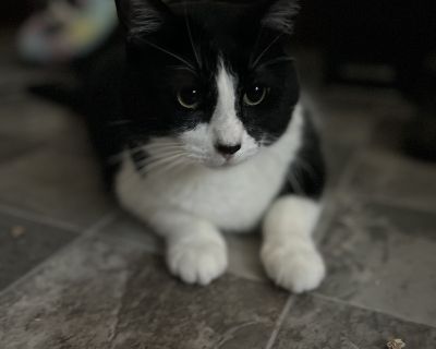 Kyle - Domestic Short Hair Male Cat for Adoption