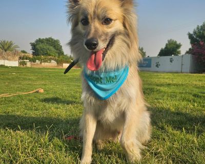 Zoori is a 2 year old, 28-pound bundle of love who came all the way from Kuwait to find his forever home. This friendly pup adores people and will greet strangers politely, sitting for a "hello" pat. He is also great with other dogs and loves to play and run around. He is medium energy, and will make some lucky person an excellent walking, running, or hiking companion. But Zoori is also easy go...