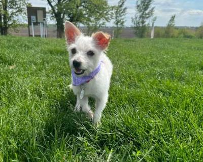 Charlotte - Westie, West Highland White Terrier/Schnauzer (Miniature) Mix Female Dog for Adoption
