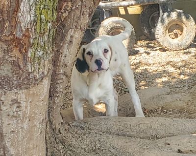 Bevis - Black and Tan Coonhound & Australian Cattle Dog / Blue Heeler Mix Male Puppy for Adoption