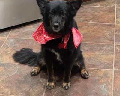 Leah - Australian Shepherd/Australian Kelpie Mix Female Dog for Adoption
