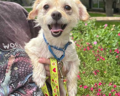 Hachi - Norfolk Terrier/Shih Tzu Mix Male Dog for Adoption