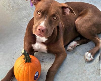 Just like the Ferrero Rocher, this dark chocolate beauty is full of richness and joy. Rocher is 9.5 months old and weighs 43lbs. She loves everything EXCEPT cats. Leash walks, car rides, playing, cuddling, lounging, fur-siblings, toys, running, and is house trained, kennel trained, and has no food aggression. This lovely would be an absolute sweet treat for her perfect match human/family. Websi...