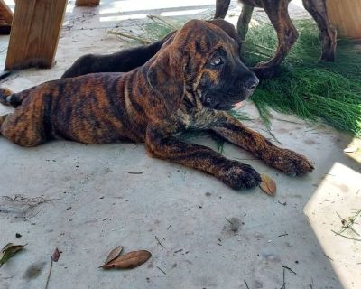 Presa canario puppies