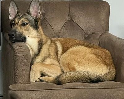 Tabasco (Shepherd Trio) - German Shepherd Dog Male Puppy for Adoption