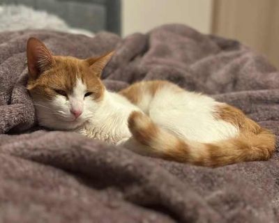 Dorito - American Shorthair Male Cat for Adoption