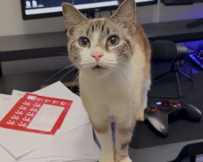 Isla - Siamese & Domestic Short Hair Mix Female Cat for Adoption