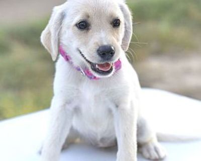 BLOSSOM - Golden Retriever Female Puppy for Adoption