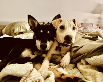 This is sadly a rehoming issue due to the person not having time and evergy which they deserve. They are a bonded pair. A Sheppard mix. She is very high energy and needs a lot of attention. She is smart but has a hard time focusing especially when other dogs are around. She chases cats so no cats would be ideal. Not sure about live stock. She will need a fenced yard. She loves to play and run w...