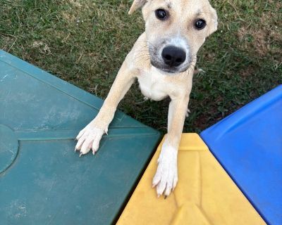 All animals must be spayed and neutered All animals will be fully vetted prior to Adoption. Health Vaccinations up to date.. Puppy Male Medium