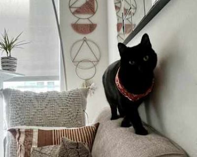 Sula - American Shorthair Female Cat for Adoption