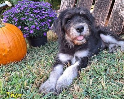 Thor - Golden Retriever/Poodle (Standard) Mix Male Puppy for Adoption