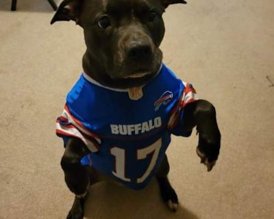 Bella - Staffordshire Bull Terrier Female Dog for Adoption