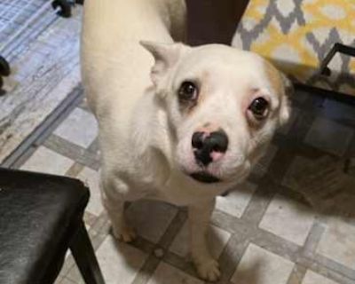 Bolt - American Pit Bull Terrier/American Pit Bull Terrier Mix Male Dog for Adoption