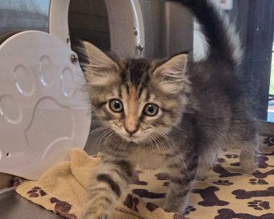 Rochelle - Domestic Medium Hair Mix Female Cat for Adoption