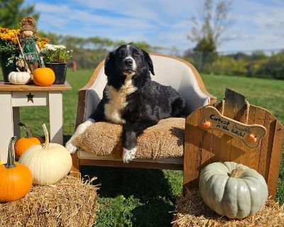 Danica is a beautiful Australian Shepherd lady that is a little shy at first, but once she warms up - she will light up your life. Danica is good with most other dogs and loves her people. Danica is about 5 years old and is ready to learn what being apart of a loving family is all about.. Health Spayed / neutered.. Adult Female Large