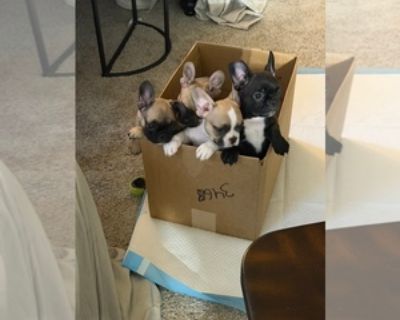 11 Weeks Old * Size at Maturity: Small * Availability Date: 11/13/2025 * Shipping Area: Nationwide * Payment Method: Money Order/Cashier's Check, Cash *. Cookie Bear Frenchies! We have a litter of four males that are looking for thier forever homes. They are akc registered, they are up to date on shots, they come with a buyers contract with a health guarantee included as well. We do have a webs...