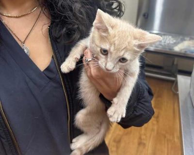 Child. Gray or blue (mostly). Microchipped. Vaccinated. Clayton has a bright sunshiny personality that shines as he bounds toward a toy, his siblings, or into your arms. His orange tabby energy recharges with every purr! He comes running when he hears you coming, and can be a vibrant part of your forever home for him. Clayton is healthy, and will be microchipped, neutered and vaccinated, includ...