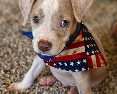 Levi - American Staffordshire Terrier Male Dog for Adoption