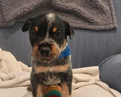 Toby is a 8 week old Manchester terrier/heeler mix. Petfinder Apply at rescuerehomerepeat.com Adoption application https://form.jotform.com/200845614015144 *** no out of state adoptions(Louisiana)**** THIS IS A LIFE TIME OF THE PET COMMITMENT WE DON'T TAKE ADOPTIONS LIGHTLY, NOR SHOULD YOU Adoption fee includes spay/neuter, age appropriate vaccinations, comprehensive exam, treatment for externa...