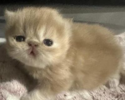 Household pet. Breeding allowed. Not registered. Including first shot and deworming records. These beautiful babies will be ready for their new homes in 4 weeks , right now they need to he still with their mama please text me if you are interested : 470-505-4266