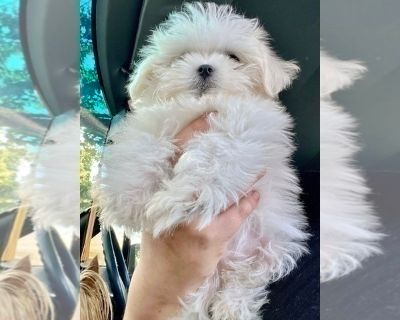 Maltese - Maltese Female Puppy for Sale