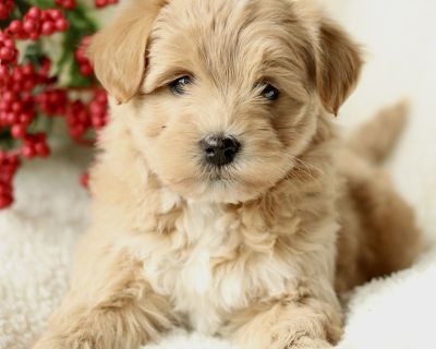 Bryce - Male Puppy for Sale