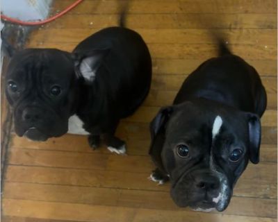 Fetti and Isis - French Bulldog / Bull Terrier Female Puppy