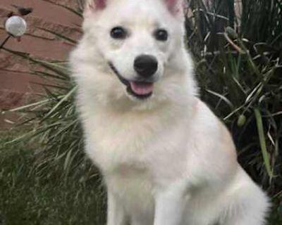 JOEY - American Eskimo Dog Male Dog for Adoption