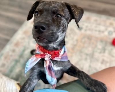 This cutie is Honey. He is currently 3 months old and weighs approximately 12 lbs. We think they may be a Pit Bull/ Plott Hound mix, but with rescue it s a guess! What matters most is that they are adorable and are one the MOST desperate in the entire US based on statistics for where this puppy is from. Shelters in this area are having to euthanize puppies. So, this puppy needs you! If you choo...