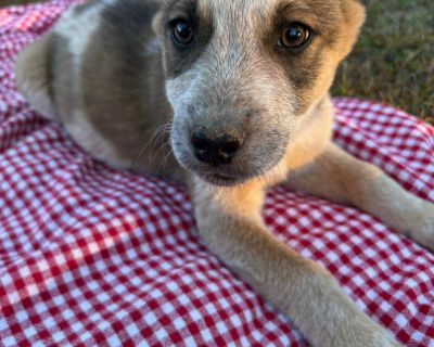 Cider - Australian Cattle Dog / Blue Heeler & Husky Mix Female Puppy for Adoption