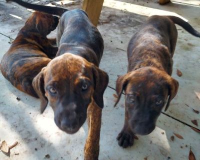 Presa canario puppies