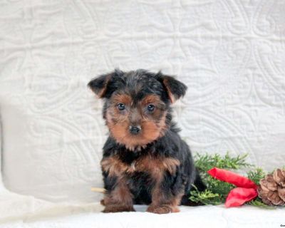 Here is a sweet natured and loving Yorkie puppy who is well socialized and ready to meet you! Cardemom is being raised by a family with children and is great with the kids. This cutie comes home with a health guarantee provided by the breeders, plus has been seen by a vet and is up to date on shots and de-wormer. This adorable pup could be the best addition to your world!. Gender: Female Sire: ...