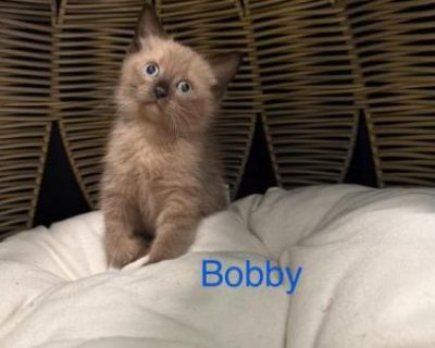 Show potential. Not registered. He s fully dewormed, litter and scratcher trained, and each one of our kittens will come with health guarantee and his own bed that holds the comforting scent of his mom to ease his transition into your home. We also offer a 30% discount on the second kitten when adopted together. Serious inquiries only. Please feel free to reach us and we will get back to you As...