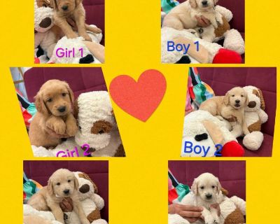 Six beautiful Golden Retrievers, three girls and three boys, will be ready for their new homes the second week of December. They will be delivered with their first veterinary checkup. For more information & pictures please send a message to (407) 230-0149. The price is negotiable