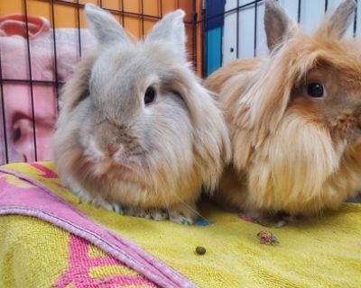 Health Spayed / neutered.. Young Female Medium