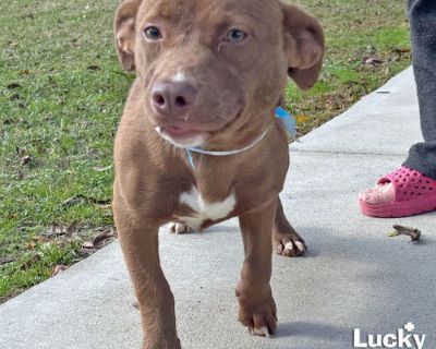 Neutered. Pocket friend with the cutest smile! * DOO NEEDS A FOSTER OR FOREVER HOME!!!! * Name: Doo Best Guess for Breed: Dachshund/terrier mix * Best Guess for Age: 1 year as of 10/02/2025 SEX: Male * * Approximate Weight: 27 lbs as of 10/02/2025 * * Gets Along With: Other dogs! We haven't seen them with cats or kids but we are happy to discuss integration techniques with any potential adopter...
