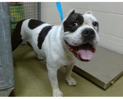 A537776 - English Bulldog Female Dog for Adoption