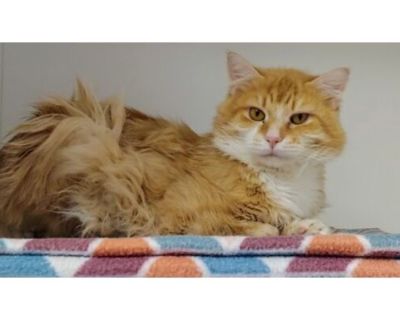 Pumpkin - Domestic Mediumhair/Domestic Mediumhair Mix Male Cat for Adoption