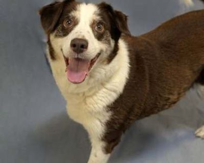 Brownie 115-25 - Beagle Female Dog for Adoption