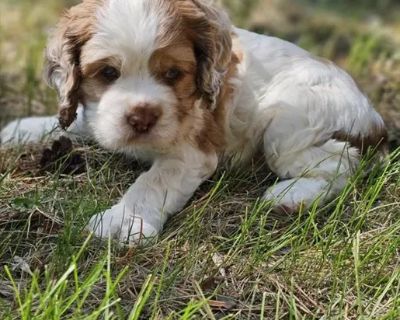 Yellowstone - Male Cocker Spaniel Puppy for Sale