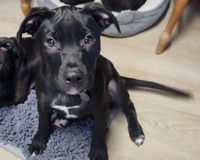 Mannix - Black Labrador Retriever Mix Male Puppy for Adoption