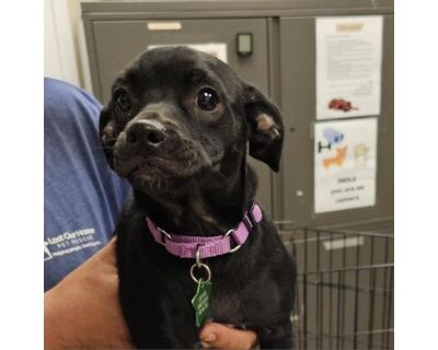 Dr. Mc Steamy - Chihuahua/Pug Mix Male Puppy for Adoption