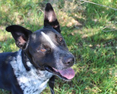 Rip Wheeler - Australian Cattle Dog / Blue Heeler Male Dog for Adoption