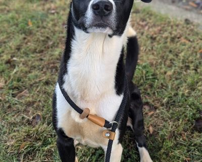 Tippity Tail - Border Collie & Hound Mix Male Dog for Adoption