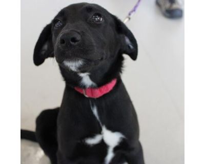 Moscow Mule - Labrador Retriever/Mixed Breed (Medium) Mix Female Puppy for Adoption